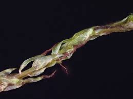 Attēlu rezultāti vaicājumam “Straminergon stramineum”