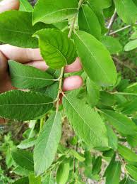 Attēlu rezultāti vaicājumam “Salix cinerea”