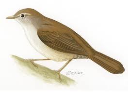 Image result for Cettia cetti