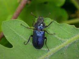 Attēlu rezultāti vaicājumam “Platycerus caraboides”