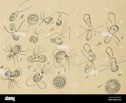 Attēlu rezultāti vaicājumam “Pleurococcus vulgaris”