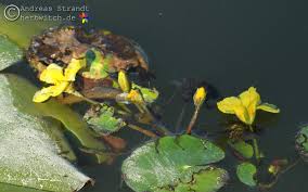 Image result for Seekanne