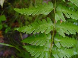Attēlu rezultāti vaicājumam “Dryopteris”