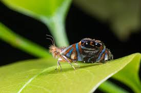 Attēlu rezultāti vaicājumam “Micropterigidae”