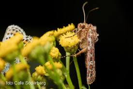 Attēlu rezultāti vaicājumam “Lycophotia porphyrea”