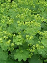 Image result for Alchemilla mollis