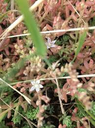 Attēlu rezultāti vaicājumam “Sedum pallidum flower”