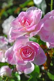 「アイスバーグ」の画像検索結果