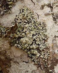 Attēlu rezultāti vaicājumam “Menegazzia terebrata”