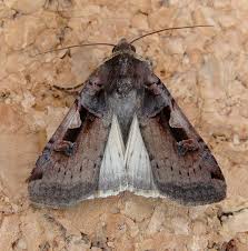 Attēlu rezultāti vaicājumam “Xestia c-nigrum”