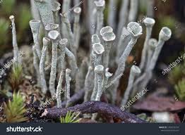Attēlu rezultāti vaicājumam “Cladonia deformis”