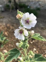 Image result for Althaea officinalis