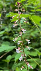 Attēlu rezultāti vaicājumam “Circaea lutetiana leaf”