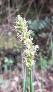Attēlu rezultāti vaicājumam “Carex loliacea”