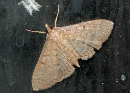 Attēlu rezultāti vaicājumam “Crambidae”