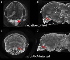 Attēlu rezultāti vaicājumam “Enteridium variabile macro”
