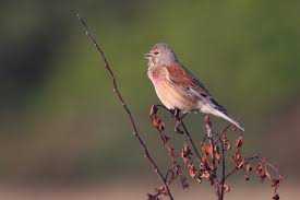 Attēlu rezultāti vaicājumam “Carduelis cannabina”