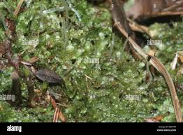 Attēlu rezultāti vaicājumam “Calypogeia neesiana”