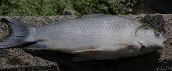 Image result for Ictiobus bubalus