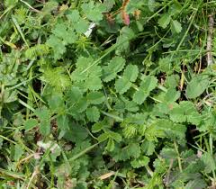 Attēlu rezultāti vaicājumam “Poterium sanguisorba”