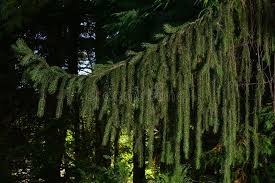 Attēlu rezultāti vaicājumam “Picea abies fo. virgata fruit”