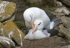 Image result for Thalassarche melanophris