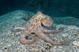 Image result for Octopus vulgaris