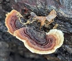 Attēlu rezultāti vaicājumam “Stereum fasciatum”