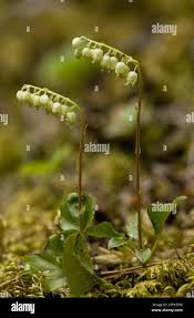Attēlu rezultāti vaicājumam “Orthilia secunda flower”