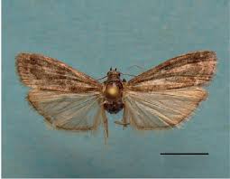Attēlu rezultāti vaicājumam “Apomyelois bistriatella”