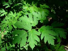 Attēlu rezultāti vaicājumam “Heracleum sphondylium subsp. sibiricum leaf”