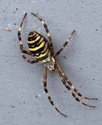 Attēlu rezultāti vaicājumam “Argiope bruennichi”