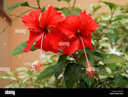 Attēlu rezultāti vaicājumam “Malvaceae”