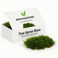 Attēlu rezultāti vaicājumam “Anomodon attenuatus sporophyte”