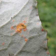 Attēlu rezultāti vaicājumam “Coleosporium sp.”