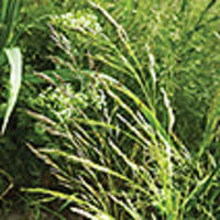 Attēlu rezultāti vaicājumam “Poa remota”