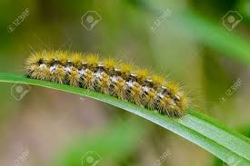 Attēlu rezultāti vaicājumam “Rhyparia purpurata”