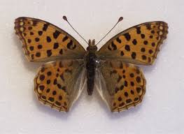 Attēlu rezultāti vaicājumam “Issoria lathonia upperside”