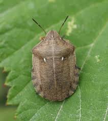 Attēlu rezultāti vaicājumam “Eurygaster testudinaria”