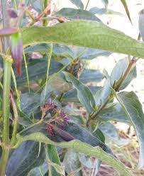 Attēlu rezultāti vaicājumam “Vincetoxicum hirundinaria fruit”