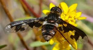 Attēlu rezultāti vaicājumam “Exoprosopa capucina”