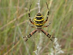 Attēlu rezultāti vaicājumam “Argiope bruennichi”