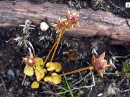 Attēlu rezultāti vaicājumam “Parnassia palustris fruit”