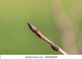 Attēlu rezultāti vaicājumam “Aronia melanocarpa bud”