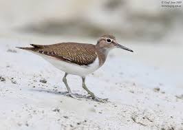 Attēlu rezultāti vaicājumam “Actitis hypoleucos”