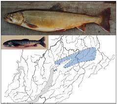 Image result for Salvelinus alpinus