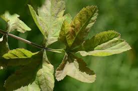 Attēlu rezultāti vaicājumam “Pastinaca sativa subsp. sylvestris leaf”