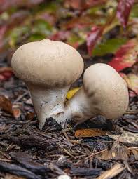 Attēlu rezultāti vaicājumam “Lycoperdon pyriforme young”