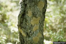 Attēlu rezultāti vaicājumam “Phellinus robustus”