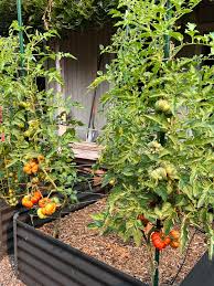 Afbeeldingsresultaat voor costoluto genovese tomato